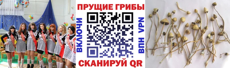 Псилоцибиновые грибы мухоморы  Купить  Мантурово 